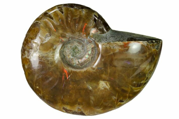 Red Flash Ammonite Fossil - Madagascar #151619